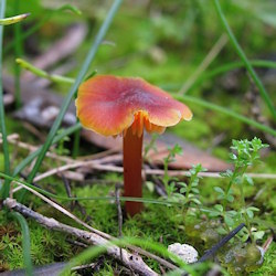 Hygrocybe conica (Witch's hat)
- (Click for hires photos and details)
