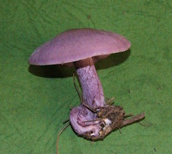 Lepista nuda (Wood blewits)
- (Click for hires photos and details)