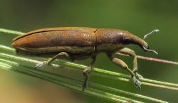 Lixus juncii (English name not known)
- (Click for hires photos and details)
