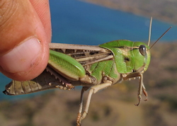 Locusta migratoria (Migratory locust)
- (Click for hires photos and details)