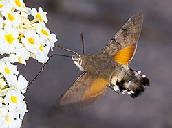 Macroglossum stellatarum (Hummingbird Hawk Moth)
- (Click for hires photos and details)