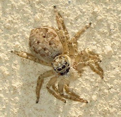 Menemerus semilimbatus (English name not known)
- (Click for hires photos and details)