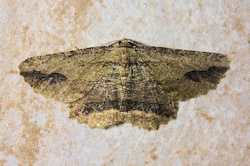 Menophra abruptaria (Waved umber)
- (Click for hires photos and details)