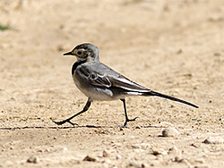 Motacilla alba (White Wagtail)
- (Click for hires photos and details)