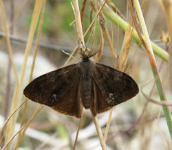 Orgyia trigotephras (Vapourer Moth)
- (Click for hires photos and details)