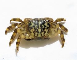 Pachygrapsus maurus (English name not known)
- (Click for hires photos and details)