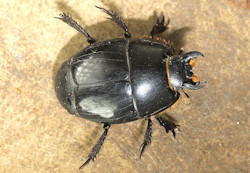Pactolinus major (English name not known)
- (Click for hires photos and details)