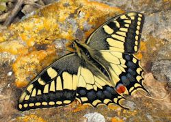 Papilio machaon melitensis (Maltese Swallowtail)
- (Click for hires photos and details)