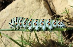 Papilio machaon melitensis (Maltese Swallowtail)
- (Click for hires photos and details)