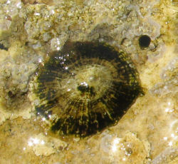 Patella sp. (Limpets)
- (Click for hires photos and details)