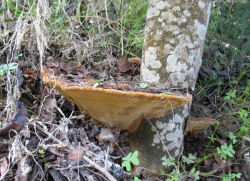 Phellinus torulosus (Eucalyptus white rot)
- (Click for hires photos and details)