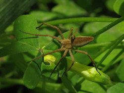 Pisaura mirabilis (Nursery Web Spider)
- (Click for hires photos and details)