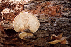 Pleurotus pulmonarius (Indian Oyster)
- (Click for hires photos and details)