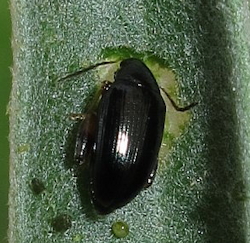 Psylliodes sp1 ()
- (Click for hires photos and details)