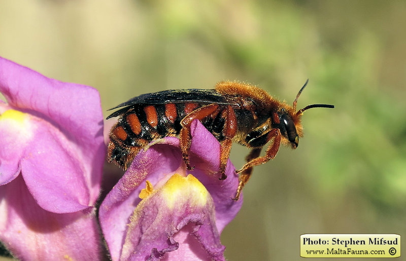 Rhodanthidium siculum (Sicilian Snail-Shell Bee)
- (Click for hires photos and details)