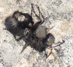 Ronisia barbara (Wild Spider Ant)
- (Click for hires photos and details)
