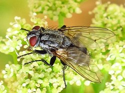 Sarcophaga carnaria (Common flesh fly)
- (Click for hires photos and details)