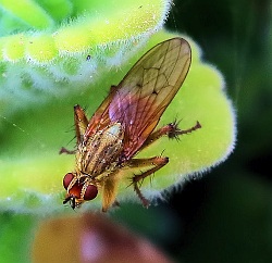 Scathophaga stercoraria (Yellow Dung Fly)
- (Click for hires photos and details)