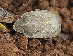 Sciocoris sp1 ()
- (Click for hires photos and details)