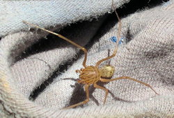 Scytodes thoracica (Spitting spider)
- (Click for hires photos and details)