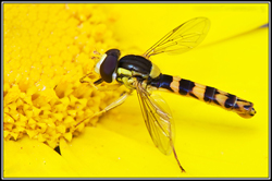 Sphaerophoria scripta (English name not known)
- (Click for hires photos and details)
