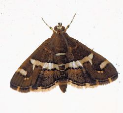 Spoladea recurvalis (Hawaiian Beet webworm )
- (Click for hires photos and details)