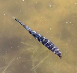 Stratiomys longicornis (Long-horned General)
- (Click for hires photos and details)