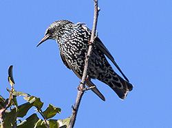Sturnus vulgaris (Common Starling)
- (Click for hires photos and details)