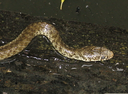 Telescopus fallax (European Cat Snake)
- (Click for hires photos and details)