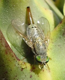 Terellia longicauda (English name not known)
- (Click for hires photos and details)