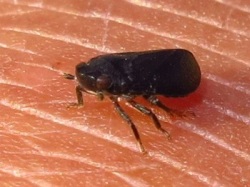 Tettigometra atra ()
- (Click for hires photos and details)