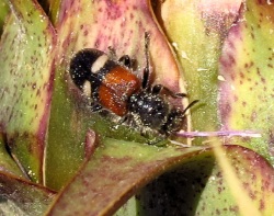 Tilloidea transversalis ()
- (Click for hires photos and details)