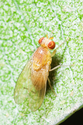 Tricholauxania praeusta (English name not known)
- (Click for hires photos and details)