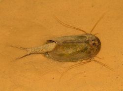 Triops cancriformis (Tadpole shrimp)
- (Click for hires photos and details)