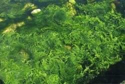 Ulva intestinalis (Gut Weed)
- (Click for hires photos and details)