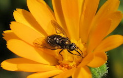 Usia versicolor (Red-Backed Bee-fly)
- (Click for hires photos and details)