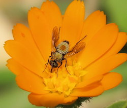 Usia versicolor (Red-Backed Bee-fly)
- (Click for hires photos and details)