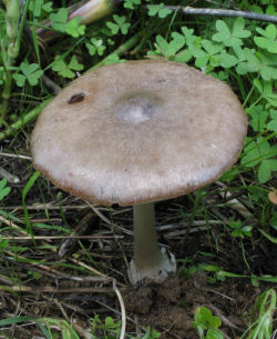 Volvopluteus gloiocephalus (Stubble rosegill)
- (Click for hires photos and details)
