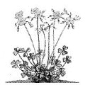 Online Flora of the Maltese Islands 2002-2026)