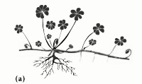 Online Flora of the Maltese Islands 2002-2026)