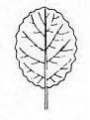 Online Flora of the Maltese Islands 2002-2026)