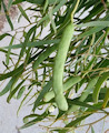 Acacia koa / Pea or Bean