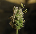 Aeluropus lagopoides / Grass
