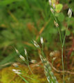 Aira cupaniana / Grass