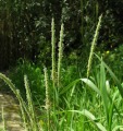 Alopecurus myosuroides / Grass