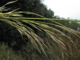 Ampelodesmos mauritanicus / Grass