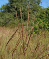 Andropogon distachyos / Grass