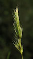 Anthoxanthum odoratum / Grass