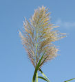 Arundo donax / Grass