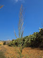 Arundo plinii / Grass